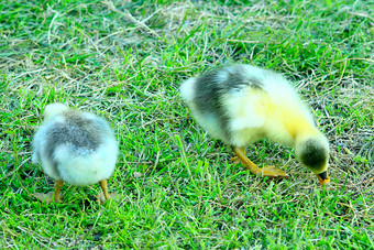 幼鹅一点一点地咬的草的poultry-yard面包年轻的幼鹅那一点一点地咬的草的poultry-yard