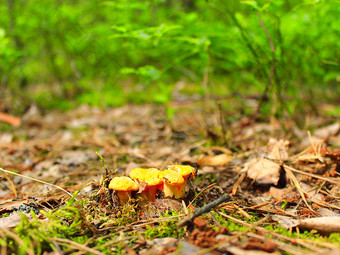 小鸡油菌的森林小鸡油菌的森林发现五月