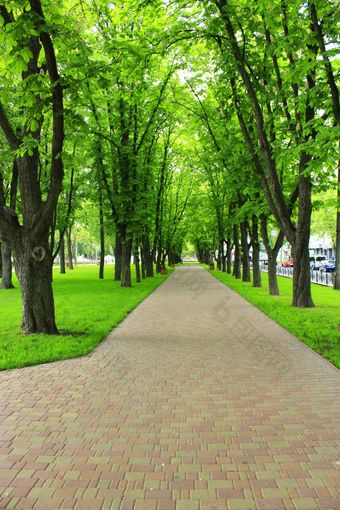 美丽的公园与不错的散步路径和大绿色树美丽的公园与不错的散步路径绿色草长椅和<strong>高大</strong>树