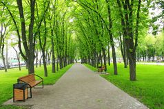美丽的公园与绿色树美丽的城市公园与路径和绿色树