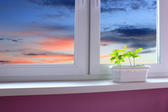年轻的橡树的窗台和视图的晚上天空年轻的植物橡树的窗台巴尔科尼和视图的晚上天空景观与日落见过从窗口