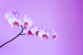 兰花的淡紫色背景美丽的盛开的粉红色的兰花的淡紫色背景