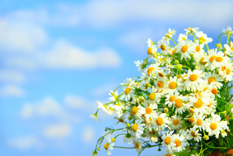 白色Chamomiles花束蓝色的天空背景美丽的花束与白色Chamomiles洋甘菊花白色场花夏天特写镜头的地方为文本Copyspace白色Chamomiles花束蓝色的天空背景洋甘菊花