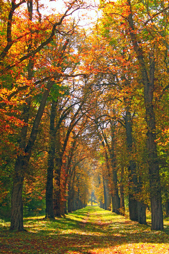 通路秋天公园秋天公园与黄色的树美丽的小巷公园与色彩斑斓的树站黄色的树叶色彩斑斓的秋天森林与树黄色的油漆美丽的小巷公园与色彩斑斓的树站黄色的树叶