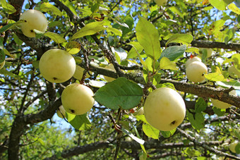 成熟的苹果挂树花园丰富的作物白色苹果农村花园白色苹果挂树果园苹果花园成熟的苹果挂树花园