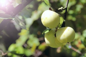 成熟的苹果挂树花园丰富的作物白色苹果农村花园白色苹果挂树果园苹果花园阳光明媚的射线成熟的苹果挂树花园