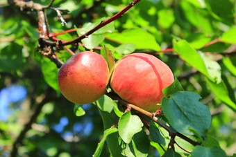 成熟的杏水果分支杏作物树两个成熟的杏水果开胃的成熟的杏子树分支与绿色叶子特写镜头水果日益增长的树夏天花园成熟的杏水果分支水果日益增长的树夏天花园