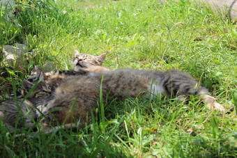 家庭猫睡着了休息猫家庭灰色的猫睡眠下一个每一个其他绿色草猫放松父亲时尚和小猫是睡着了猫梦想家庭猫睡着了灰色的猫睡眠下一个每一个其他绿色草