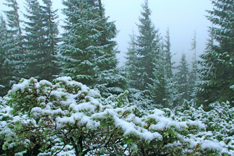 梳理分支机构和灌木瞻博网络覆盖与雪圣诞节树雪冬天森林童话语言美丽的树覆盖与雪森林野生森林覆盖雪梳理和灌木瞻博网络覆盖与雪野生森林覆盖雪