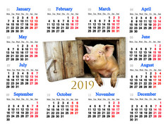 日历为与有趣的猪中间猪象征下一个一年国内动物农场动物中心日历日历为办公室和首页使用日历为与有趣的猪中间猪象征下一个一年
