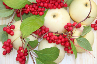 五味子属和白色苹果仍然生活与集群成熟的五味子属和白色苹果收获与红色的五味子属对植物与成熟的水果和苹果五味子属omija韩国五味子属和白色苹果仍然生活与成熟的五味子属和苹果