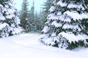 美丽的冬天森林梳理覆盖白色雪<strong>木梳</strong>理分支机构覆盖与雪圣诞节树雪冬天森林快乐圣诞节夏娃梳理覆盖与雪美丽的冬天森林快乐圣诞节夏娃