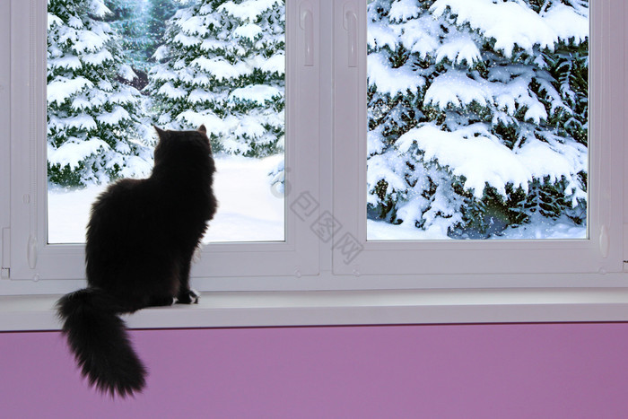 黑色的猫看出窗口后面哪一个雪冬天好奇的猫
