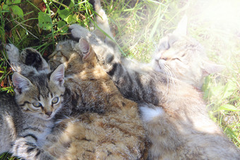 家庭猫晒休息猫家庭灰色的猫睡眠下一个每一个其他绿色草猫放松父亲时尚和小猫是睡着了猫与小猫晒阳光明媚的射线家庭猫晒灰色的猫睡眠下一个每一个其他绿色草