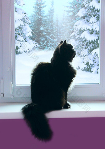 黑色的猫看出窗口后面哪一个雪冬天好奇的猫坐着窗台上和看下雪冬天森林雪下降了外窗口冷天气外黑色的猫看出窗口后面哪一个雪冬天雪下降了外窗口