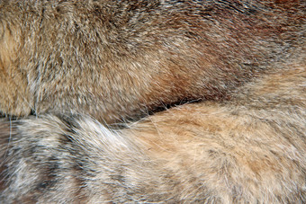 猫皮毛猫与灰色的皮毛关闭猫灰色的皮毛羊毛动物纹理羊毛睡觉动物毛茸茸的灰色的动物皮毛猫皮毛纹理羊毛睡觉动物