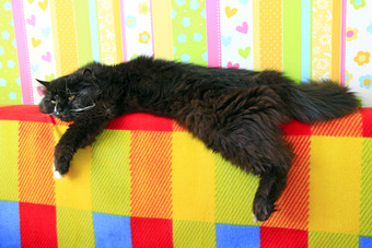 懒惰的黑色的猫铺设彩色的回来<strong>沙发</strong>黑色的和白色猫铺设回来<strong>沙发</strong>与彩色的织物多北极动物有休息黑色的猫铺设彩色的回来<strong>沙发</strong>多北极动物有休息