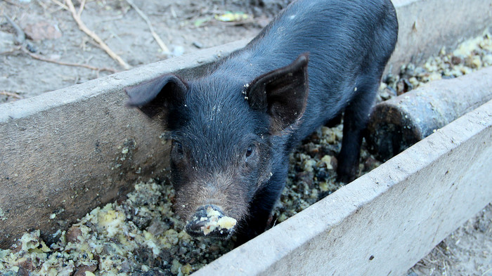 小小猪吃从槽农场院子里有趣的猪年轻的婴儿