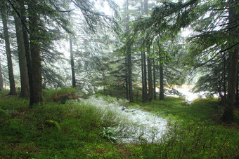 野生绿色森林与老梳理泰加林密集的森林松柏科的木雪晚些时候秋天自然景观第一个雪密集的多山的森林野生绿色森林与梳理泰加林松柏科的木雪晚些时候秋天