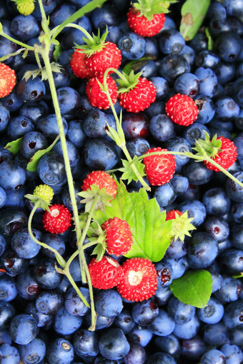新鲜的越桔和草莓发现森林明亮的浆果作物越桔和野生草莓与绿色叶子红色的浆果躺蓝色的浆果作物越桔和野生草莓与绿色叶子