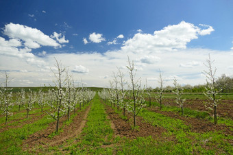 种植园开花苹果<strong>树</strong>年轻的<strong>幼苗</strong>布鲁姆春天农村花园<strong>幼苗</strong>村行水果<strong>幼苗</strong>春天盛开的年轻的<strong>树</strong>日益增长的花园水果和浆果行水果<strong>幼苗</strong>春天盛开的年轻的<strong>树</strong>日益增长的花园