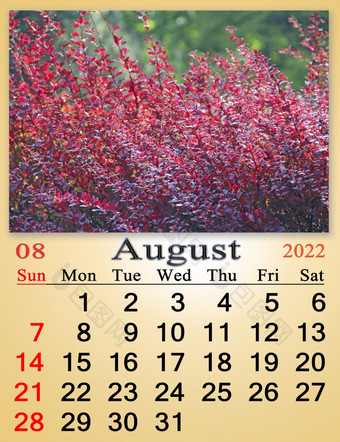 8月日历为组织者计划和提醒自然背景日历为8月与图像红色的黄杨木每月日历红色的叶子黄杨木8月日历为组织者计划和提醒自然背景