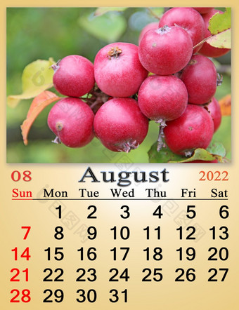 8月日历为组织者计划和提醒自然背景日历为8月与图像与成熟的红色的苹果的分支树每月日历8月日历为组织者计划和提醒自然背景