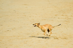 精力充沛的狗运行速度桑迪海滩
