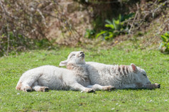 两个可爱的羊羔日光浴春天阳光