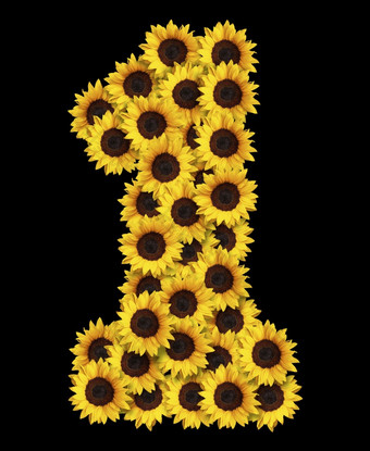 图像数量使黄色的向日葵花孤立的黑色的背景设计元素为爱概念设计理想的为母亲一天和春天主题