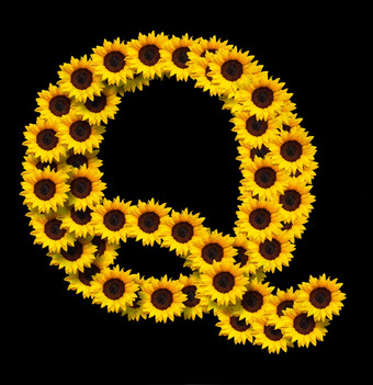 资本信使黄色的向日葵花孤立的黑色的背景设计元素为爱概念设计理想的为母亲一天和春天主题