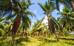 密集的丛林场景热带背景棕榈树密集的丛林场景