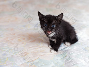 小黑色的小猫关进笼子的美丽的小黑色的小猫关进笼子的床上