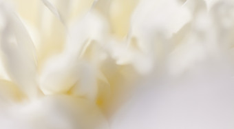 关闭白色花花瓣蒂尔软梦幻图像的关闭白色花花瓣阴影白色蒂尔软梦幻图像