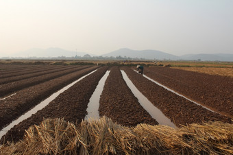 海阳越南10月农民日益增长的蔬菜的场10月海阳越南