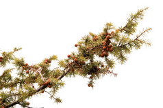 瞻博网络分支的白色背景Juniperuscommunis