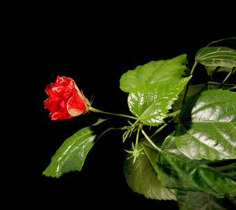 盛开的红色的玫瑰黑色的背景芙蓉蔷薇-中华