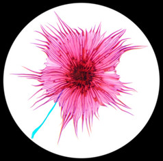 仙人掌花粉下显微镜Stellato-Pilosus