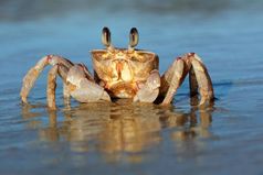 警报鬼蟹Ocypoderyderi的海滩南非洲