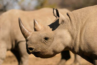肖像黑色的hooked-lipped犀牛dicerosbicornis南非洲