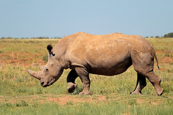 白色犀牛钇模拟自然栖息地南非洲