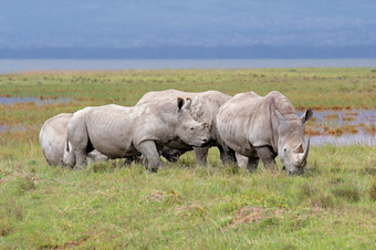 白色犀牛钇模拟开放草原湖纳库鲁国家公园肯尼亚