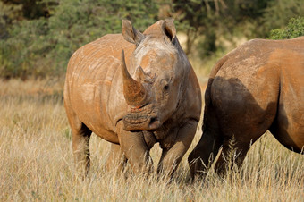 濒临灭绝的白色<strong>犀牛</strong>钇模拟自然栖息地南非洲