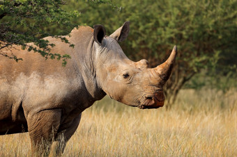 肖像白色<strong>犀牛</strong>钇模拟自然栖息地南非洲