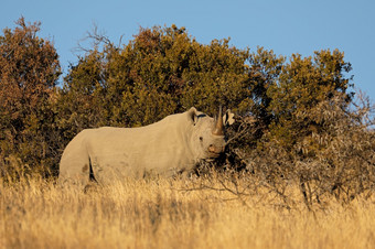 濒临灭绝的黑色的<strong>犀牛</strong>dicerosbicornis自然栖息地南非洲