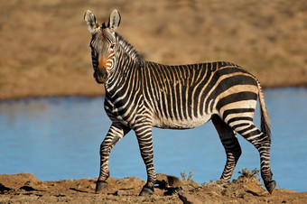 角山斑马科仕斑马水潭山斑马国家公园南非洲