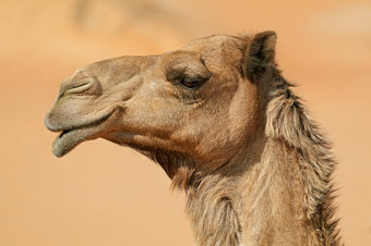 特写镜头肖像<strong>求</strong>单峰骆驼Camelus德罗梅达里乌斯阿拉伯半岛