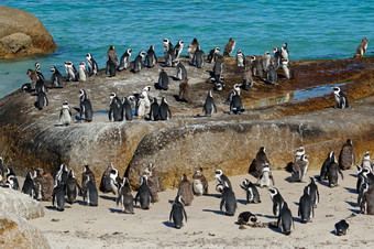 集团非洲<strong>企鹅</strong>spheniscus德梅勒斯坐着沿海岩石西方角南非洲