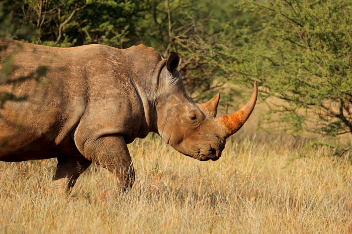 肖像白色犀牛钇模拟自然栖息地南非洲