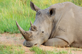 肖像白色犀牛钇模拟休息自然栖息地南非洲